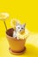 TIny kitten playing in a clay flower pot with yellow daisies.
