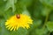 Tiny ladybird (Coccinellidae)