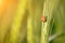 Tiny ladybird resting on wheat ear