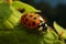 Tiny ladybug crawls along the leafs border, a minuscule explorer