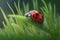 tiny ladybug in the grass