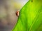 Tiny ladybug and green leave