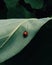 Tiny ladybug on a leaf