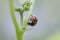 Tiny ladybug sits on the stem of a plant, macro, close up, blurred backgroung.