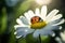 A tiny ladybug on a white daisy flower in rays of morning sun. Generative AI