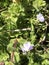 Tiny Lavender Viola Wildflowers and Chickweed Plants Morgan County Alabama USA.