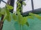 Tiny leafs of asianpigeon plant