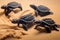 tiny leatherback turtles leaving footprints in sand