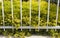 Tiny leaves of golden diosma with pink flowers decorate a white metal fence