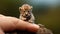 A tiny leo sitting on the tip of the finger, macro shot, miniaturecore, natural phenomena