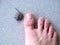 Tiny little baby turtle isolated on a grey tile compared to a toe