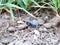 Tiny little baby turtle saved and released into the wild, placed on the ground and grass natural environment