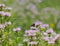 Tiny little brown butterfly hiding amongst all the purple flowers