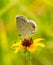 Tiny little Eastern Tailed-Blue butterfly feeding on a small Blackeyed Susan flower