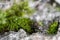 Tiny little frog camouflaged on a grey rock with green grass