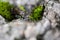 Tiny little frog camouflaged on a grey rock with green grass