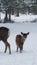 Tiny little fuzzy fawn in the cold snow