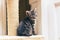 Tiny little grey strip tabby kitten