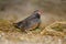 Tiny little male african quailfinch sitting on a sandy ground and dried grasses