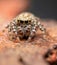 Tiny little Pelegrina galathea, Peppered Jumper, sitting on top of a fence post