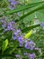 Tiny little periwinkle stem flowers mini tiny ones