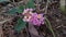 tiny little pink leaves growing underground