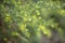 Tiny little yellow flowers in bloom on a wild spiky plant in a forest