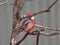 Tiny lively elegant Crimson Chat.