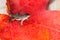 Tiny lizard on a red leaf