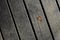 A tiny lonely leaf on wooden floorboards