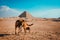 Tiny lonely sad puppy standing in the middle of the desert with the pyramids of saqqara in the background. Stray hungry dogs roam