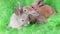 Tiny long eared domestic hares, rabbits crawling on green floor, little cute colorful animals