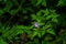 Tiny macro photo of small cute little flower in the forest of Oregon with tiny purple flower and bright green leaves