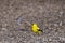 Tiny male American goldfinch seen on the ground standing in its vibrant yellow spring plumage