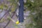 Tiny male American goldfinch seen hanging upside down from feeder