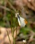 Tiny male Falcate Orangetip butterfly feeding on a diminutive flower of Hairy Bittercress