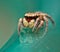 Tiny male Habronattus coecatus jumping spider on green