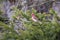 Tiny male purple finch seen in profile perched on an coniferous tree branch