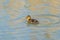 Tiny Mallard duckling - Anas platyrhynchos