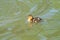 Tiny Mallard duckling - Anas platyrhynchos