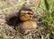 Tiny mallard duckling in sunshine on canal bank