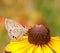 Tiny Marine Blue butterfly