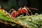 Tiny Marvels of Nature Red Ants with Warter Droplets