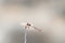 Tiny Mediterranean european chaser on the top of a stick isolated on a blurry background