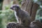 Tiny Meercat sitting on log watching alert to its surroundings