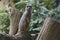 Tiny Meercat sitting on log watching alert to its surroundings