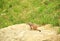 Tiny meerkat, also known as suricate, Suricata suricatta, sitting on rock