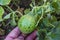 Tiny melons in the garden, immature tiny melon pictures,