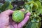 Tiny melons in the garden, immature tiny melon pictures,