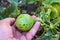 Tiny melons in the garden, immature tiny melon pictures,